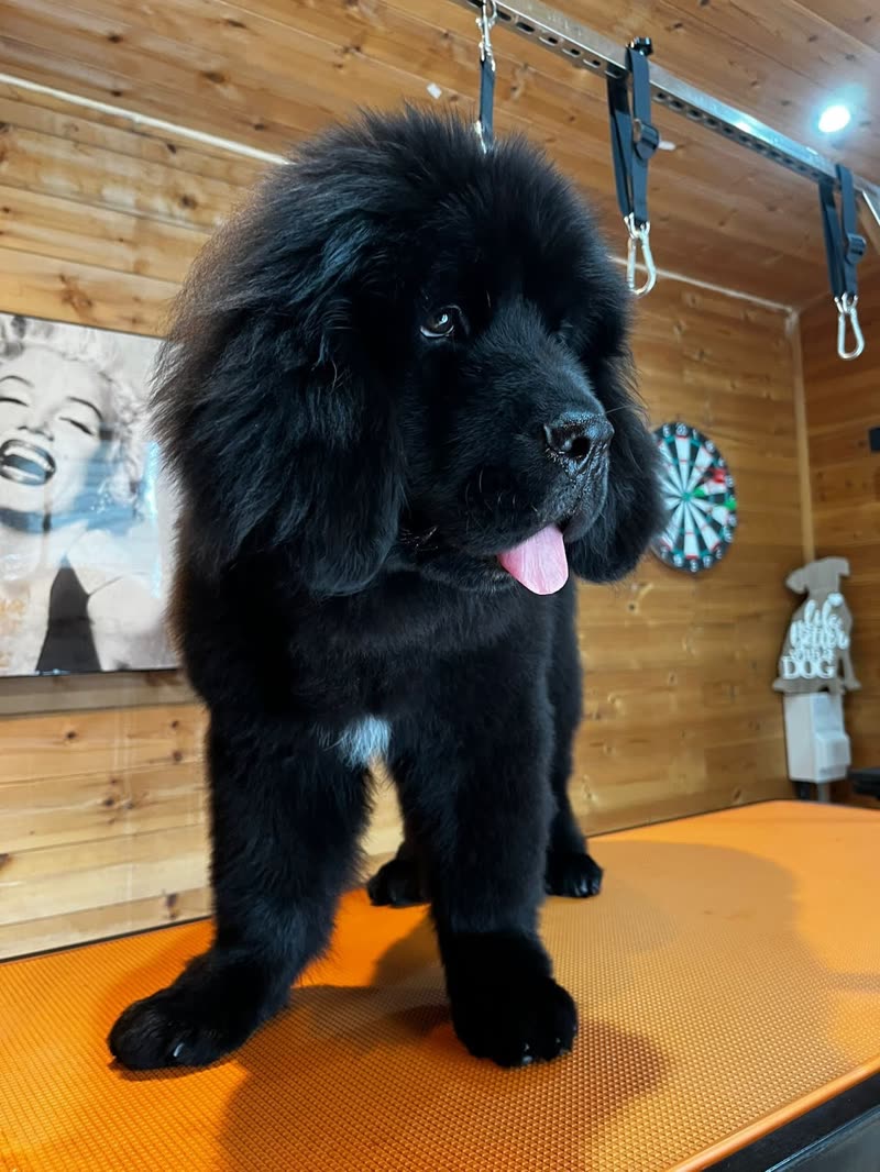 A large fluffy black Newfoundland-type puppy standing on the orange grooming table in the wood-panelled salon