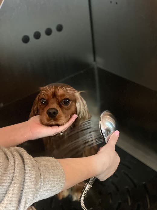 A groomer's hand cradling a wet Cavalier King Charles spaniel's chin in the bathing tub while rinsing with the shower hose