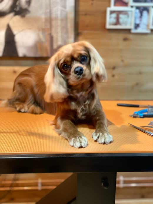 A groomed ruby-and-white Cavalier spaniel standing on the orange grooming table in the salon