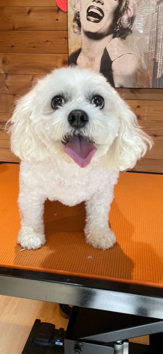 A freshly clipped small white bichon-type dog with its tongue out on the grooming table