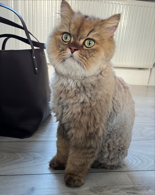 A fluffy golden British longhair cat sitting on a wooden floor