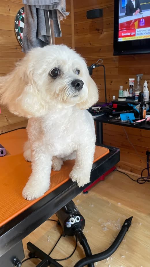 A small cream-and-white bichon-cross with a rounded face trim sitting on the grooming table